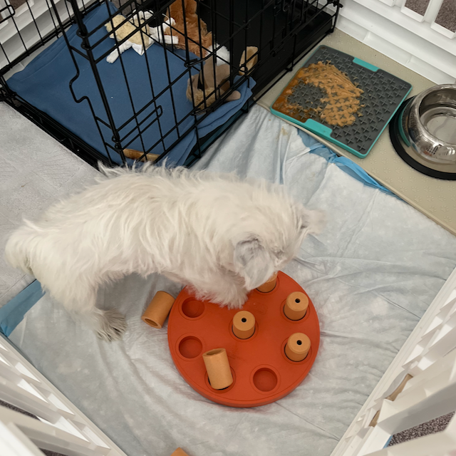 Yoshi solving the puzzle after eating his bland diet of sweet potato and chicken