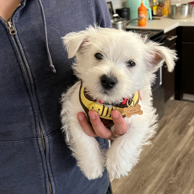 Yoshi, our adorable Westie puppy, on his first day at home