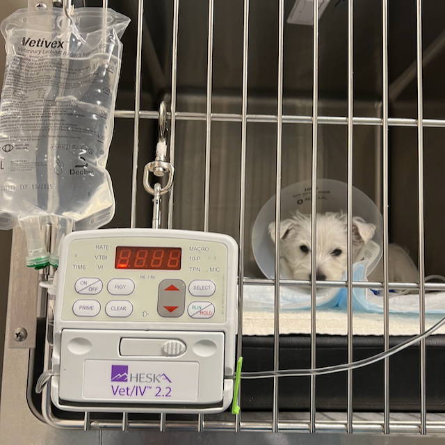 Yoshi at the hospital during his parvovirus treatment